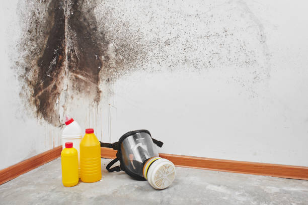 Best Residential Mold Remediation in Forest Hills, TN