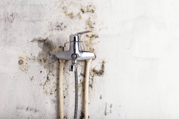 Best Mold Remediation for Schools in Forest Hills, TN
