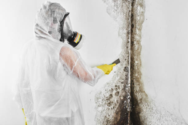 Best Mold Remediation for Specific Building Types in Forest Hills, TN