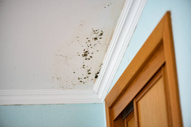 Best Black Mold Remediation in Forest Hills, TN