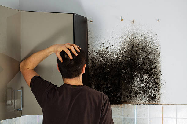 Best Basement Mold Remediation in Forest Hills, TN