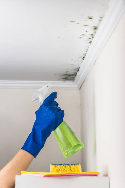 Best Emergency Mold Remediation in Forest Hills, TN